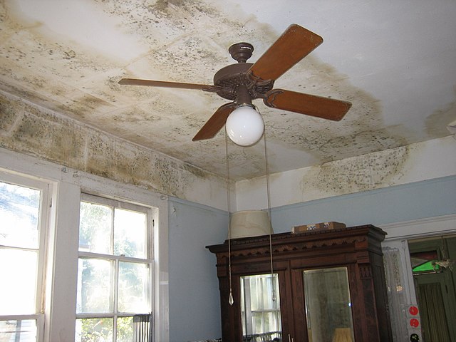 Mold cases grow in Palm Beach County during humid, stormy summer